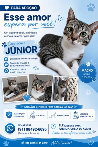 Doação de Gato