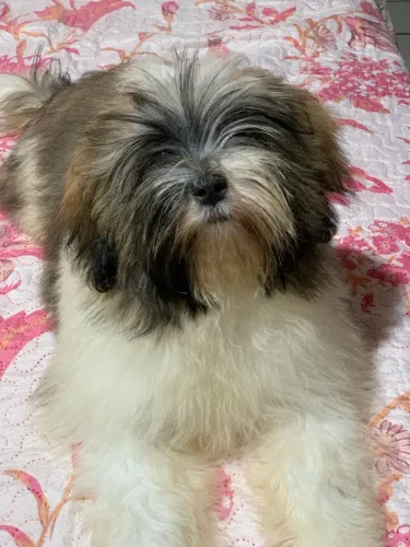 Vendo Shih Tzu