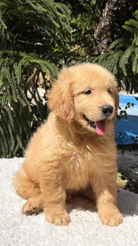 Golden Retriever 