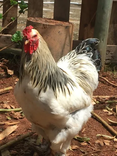 Galo Brahma e casal de patos