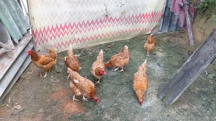 Galinhas poedeiras