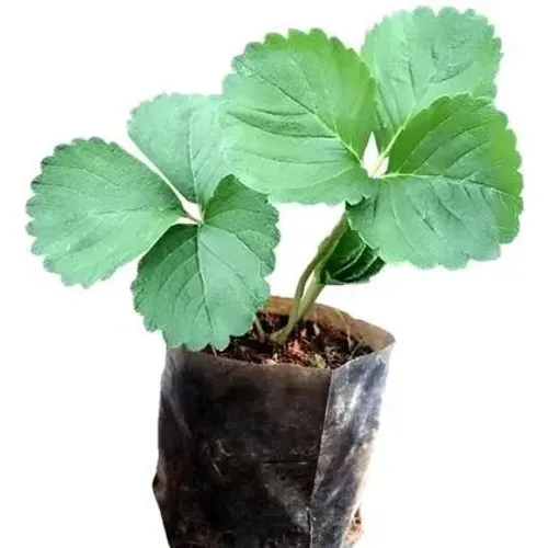 Muda de morango