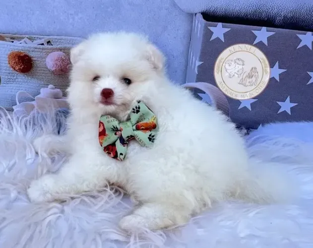 Macho de Lulu da pomerania 12x