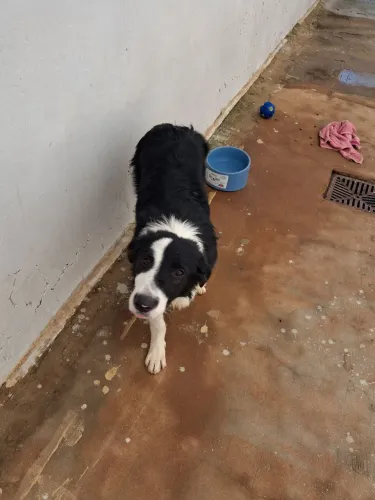 Border Collie Macho
