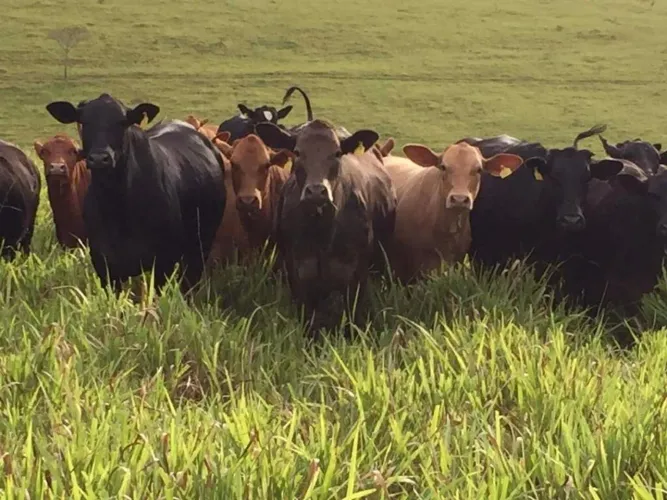 Fazenda de 440 hectares com 200 hectares de soja e milho e luxuosa casa sede em Cruzília/M