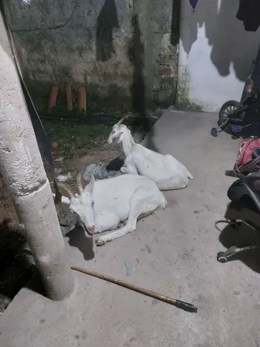 Vendo 2 cabras