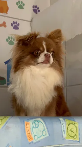 Filhotes de Chihuahua Maravilhosos