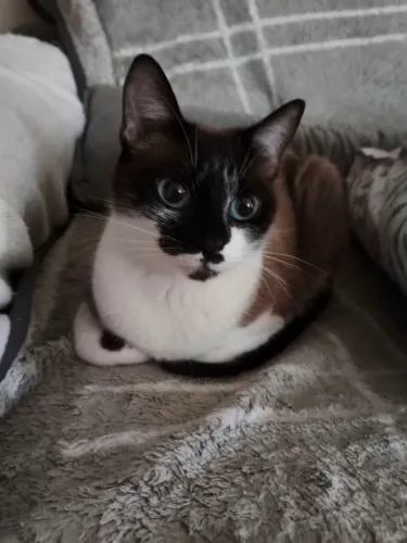 Gatinha