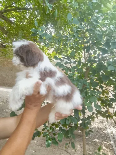 Shih tzu fígado macho