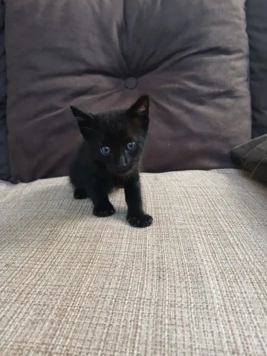 gatinho para doação