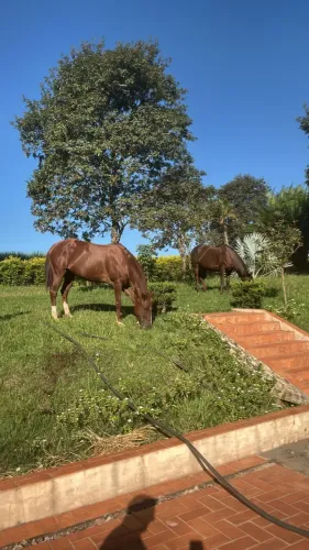 DUAS éguas quarto de milha pura registradas