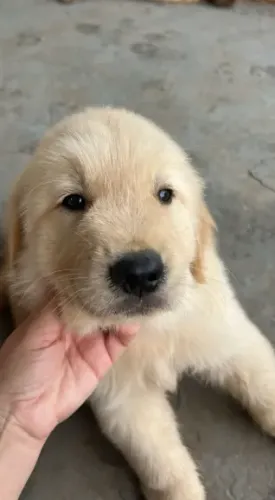 Lindos filhotes de Golden Retrivier