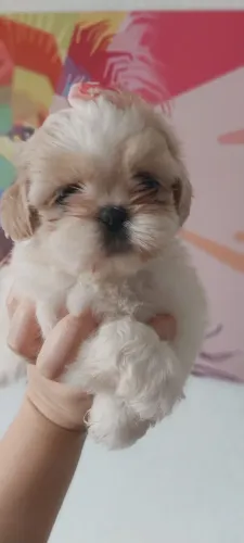 Shih tzu Canil Fenne Perronito Filhotes com Pedigree Parcelamos!!!
