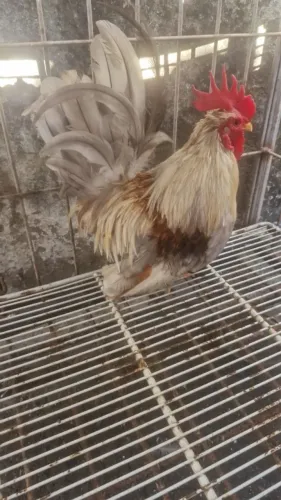 Galo Nagasaki 
