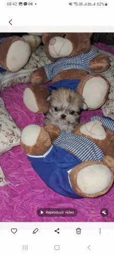 Shih tzu mini fêmea
