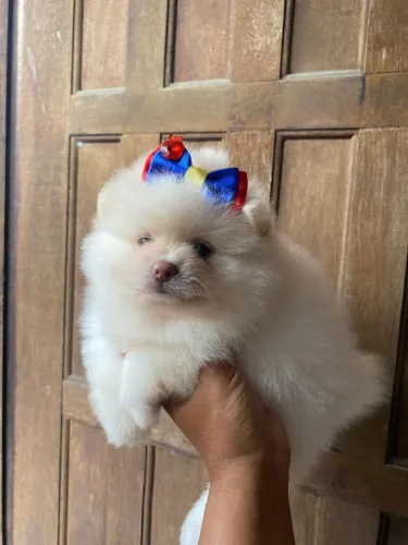 Lulu da Pomerânia 