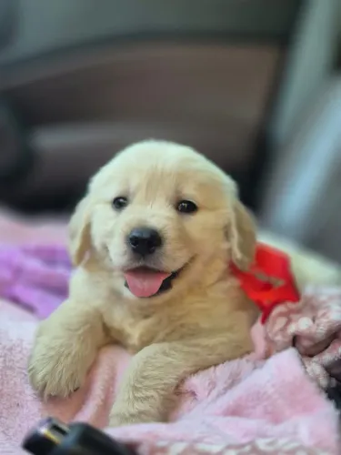 Golden Retriever a pronta entrega