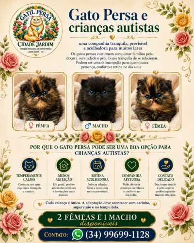 Gatos persas