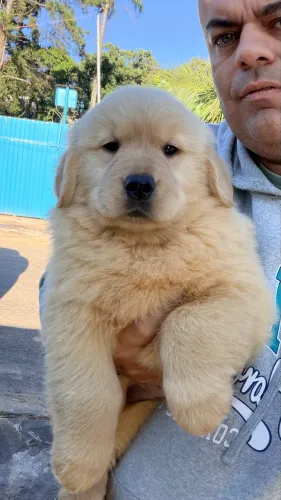 Golden macho