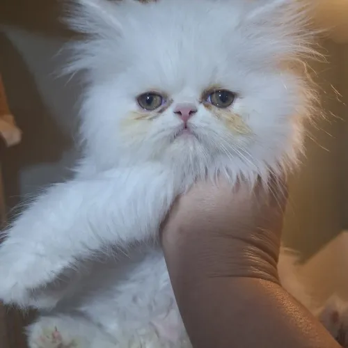 Gato persa pedigree vacinas