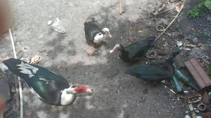 Vendo 1 patos macho e 3 fêmeas