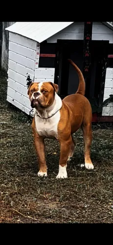 Olde Engles Bulldog
