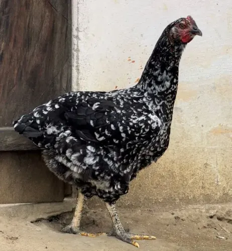 Galinha balão GSB legítima.
