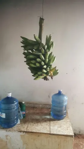 cacho de banana prata