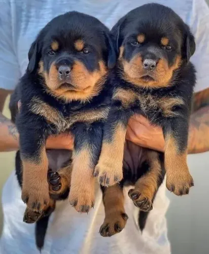 Rottweiler O amor mais simples costuma ser o mais especial