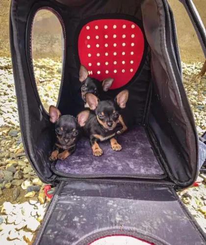 Pinscher -Estamos aqui trazendo o melhor amigo para você