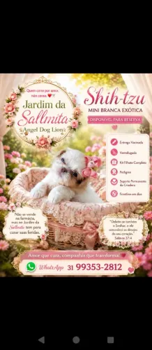 Filhotes de Shihtzu minis