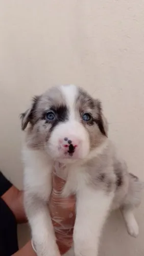Filhote de Border collie 