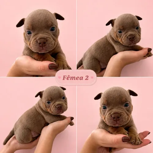 Filhote de American Bully