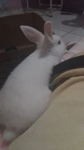 Coelhinho branquinho filhote