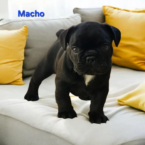 Bulldog francês