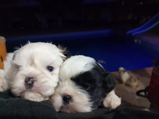 Filhotes de shih tzu