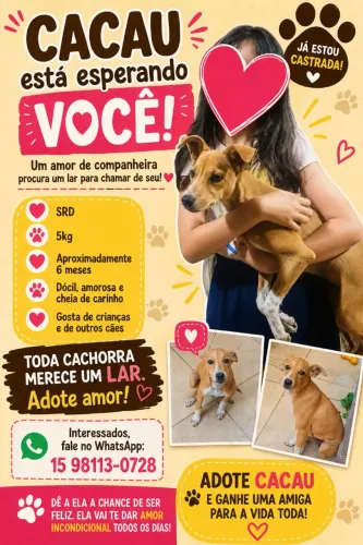 Doação de cachorra de pequeno porte CASTRADA 