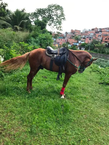 Cavalo bom baixeiro, anda de picado faço bolo cuida