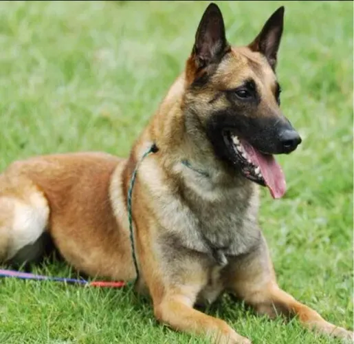 Filhote de Pastor Belga Malinois
