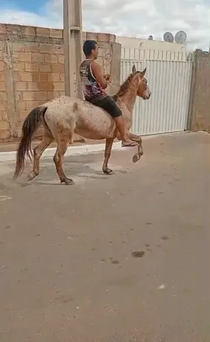 Cavalo 