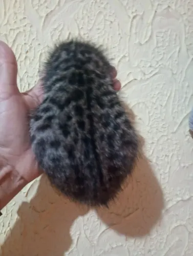 doaçao gato