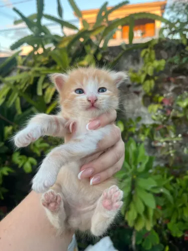 Gatinhas para doação