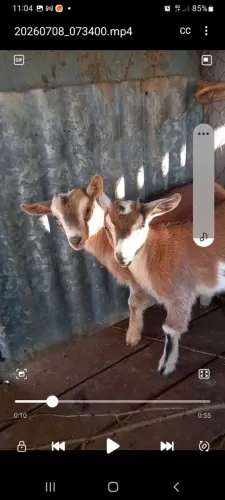Mini cabras