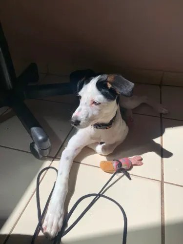 cachorro 