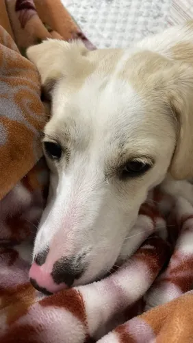 Doa-se cachorra fêmea