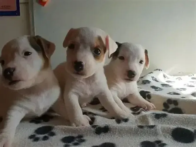 pinscher