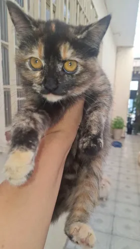 Linda gatinha persa escaminha