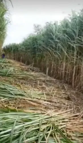 PLANTE SUA CAPINEIRA DE CAPIM ELEFANTE BRS CAPIAÇU 