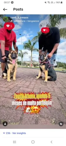 Vendendo filhotes de Pastor alemão capa preta barato o mais top de Criciúma