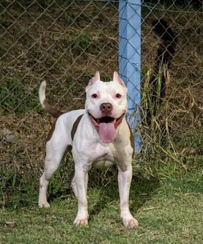 Doação Pitmonster